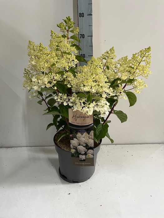 <h4>HYDR PANICULATA</h4>
