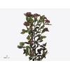 Vibururnum Flower Red