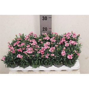 Dianthus mixkar 6 kleuren