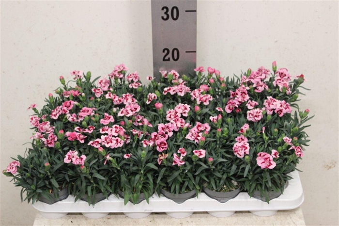 <h4>Dianthus mixkar 6 kleuren</h4>