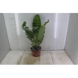 ASPLENIUM NIDUS P20