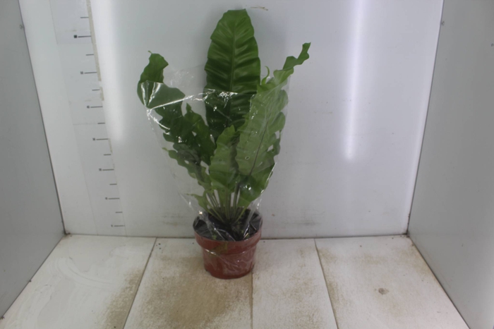 <h4>ASPLENIUM NIDUS P20</h4>
