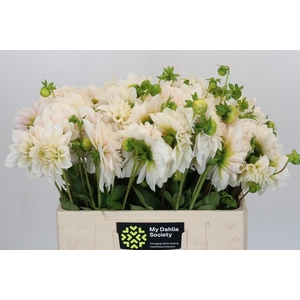 Dahlia Glossy Carlita
