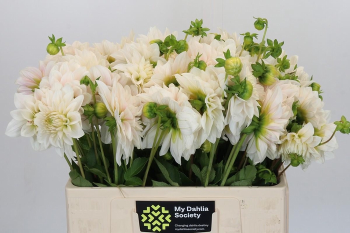 <h4>Dahlia Glossy Carlita</h4>