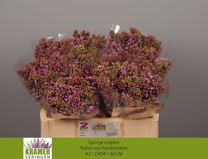 <h4>SYR V R V HORSTENST</h4>