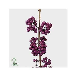 Callicarpa bod profusion