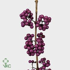 <h4>Callicarpa bod profusion</h4>
