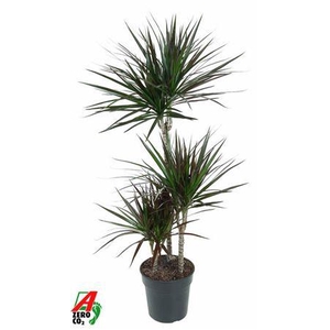 Dracaena Magenta 60-30-15