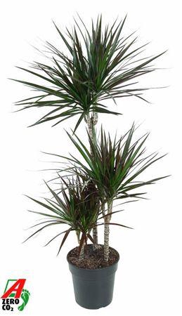 <h4>Dracaena Magenta 60-30-15</h4>