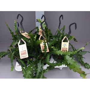 Epiphyllum anguliger