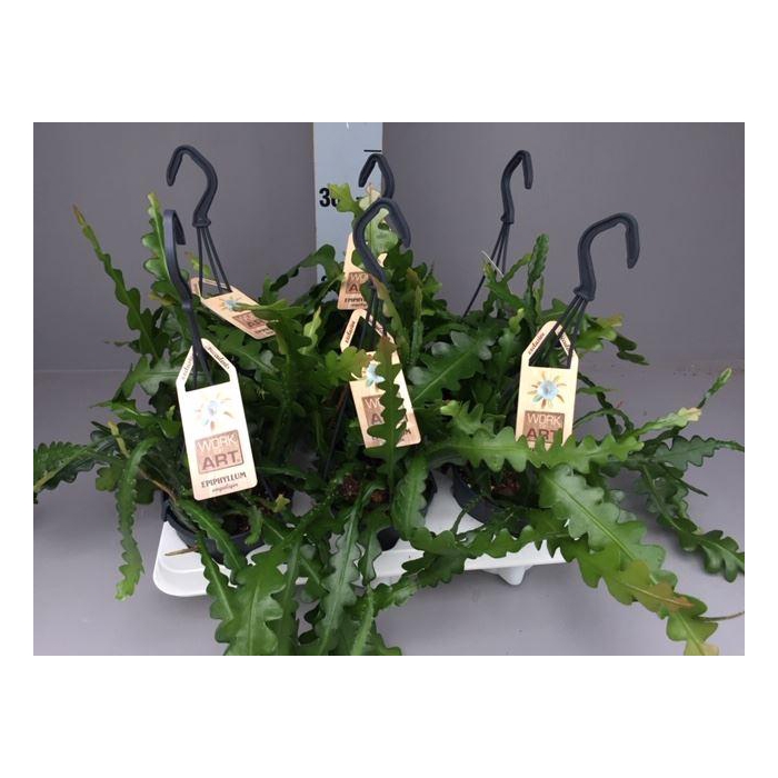 <h4>Epiphyllum anguliger</h4>