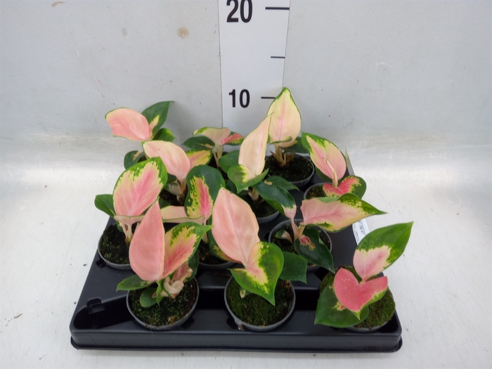 <h4>Aglaonema   ...</h4>