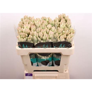 Poliant Tu Elvy Ivor