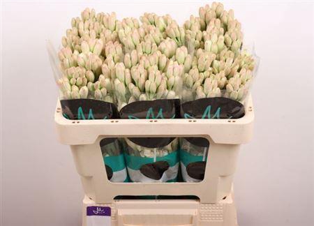 <h4>Poliant Tu Elvy Ivor</h4>