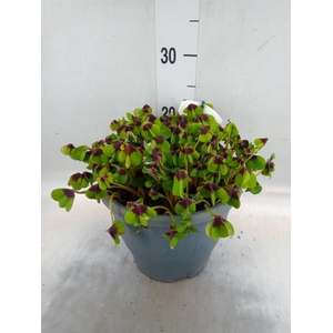 Oxalis tetraphylla 'Iron Cross'