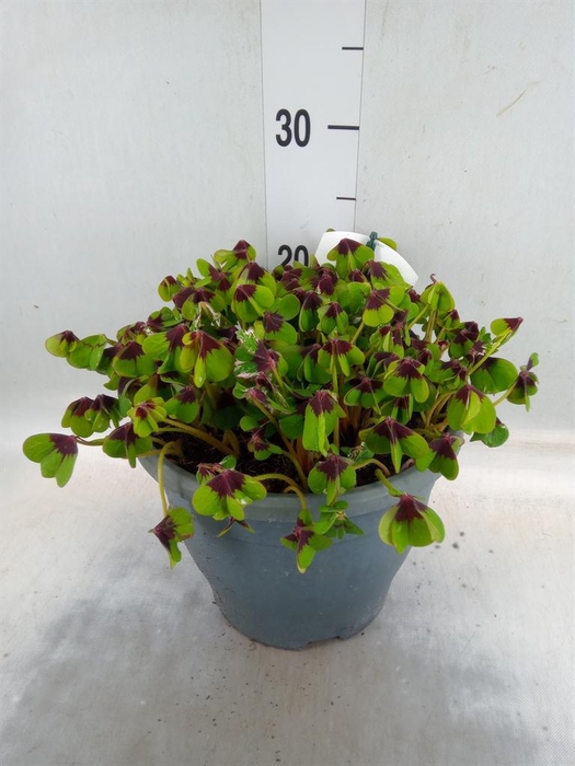 <h4>Oxalis tetraphylla 'Iron Cross'</h4>