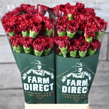 <h4>Di St Zurigo</h4>