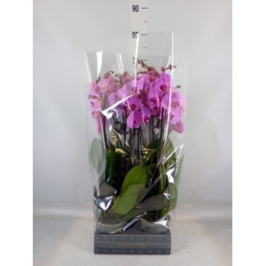 Phalaenopsis  'Ant Orlando'
