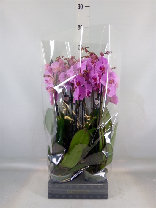 <h4>Phalaenopsis  'Ant Orlando'</h4>