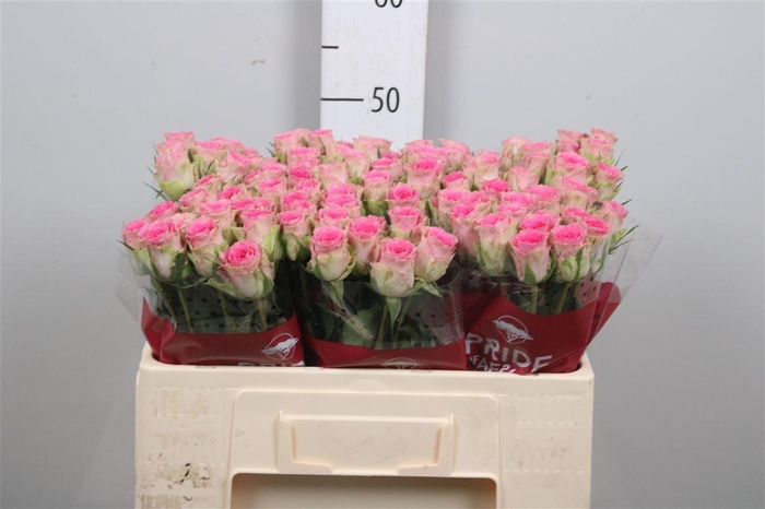 <h4>R Gr Times Square</h4>