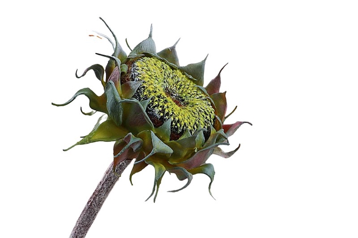 Helianthus Sunflower Green