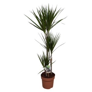 Dracaena marg.