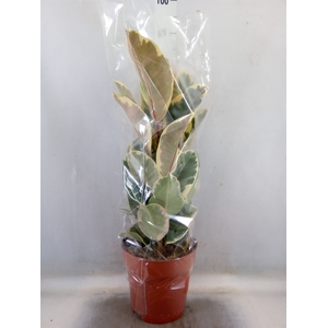 Ficus elastica 'Tineke'