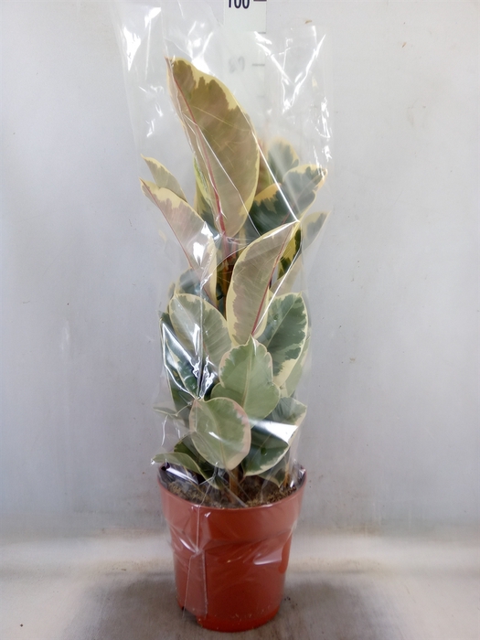 <h4>Ficus elastica 'Tineke'</h4>