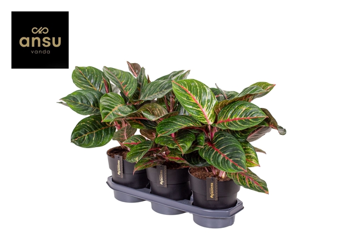 <h4>Aglaonema overig</h4>