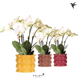 Kolibri Orchids Phalaenopsis Jewel Ghent 4 spike in Cotton pot yellow mix
