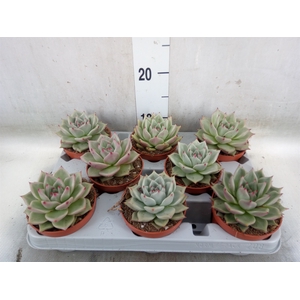 Echeveria  'Sirius'