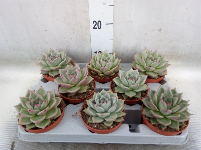 <h4>Echeveria  'Sirius'</h4>