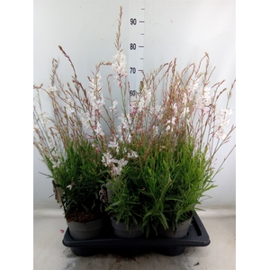 Gaura lindheimeri   ...