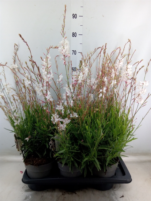 <h4>Gaura lindheimeri   ...</h4>