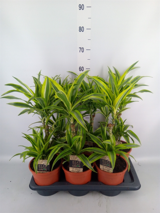 <h4>Dracaena fr de 'LemonLime'</h4>