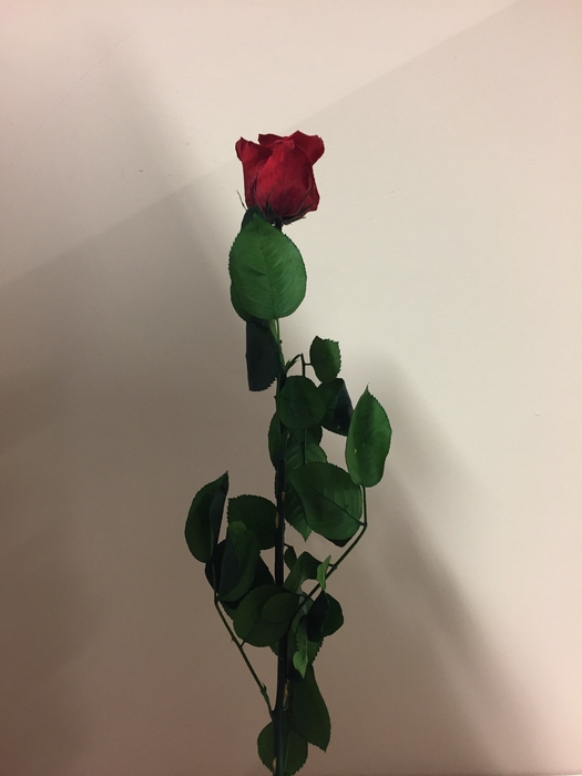 <h4>Roos op steel Standard 55cm Rood</h4>