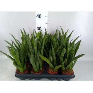 Sansevieria cyl.  ...