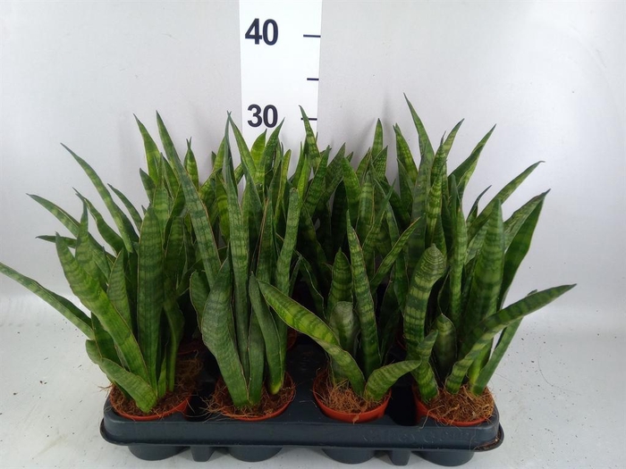 <h4>Sansevieria cyl.  ...</h4>