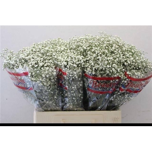 GYPS PA BEAUTY BRIDE