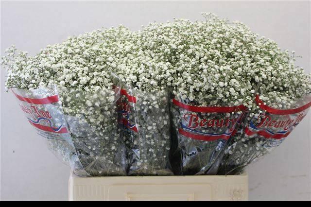 <h4>GYPS PA BEAUTY BRIDE</h4>