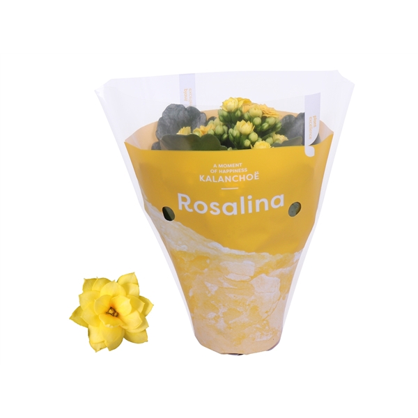 <h4>Kalanchoe Rosalina 07cm TST Don Amarillo, Gele hoes</h4>