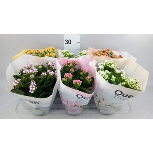 Kalanchoe blos.   ..rosebud mix GR