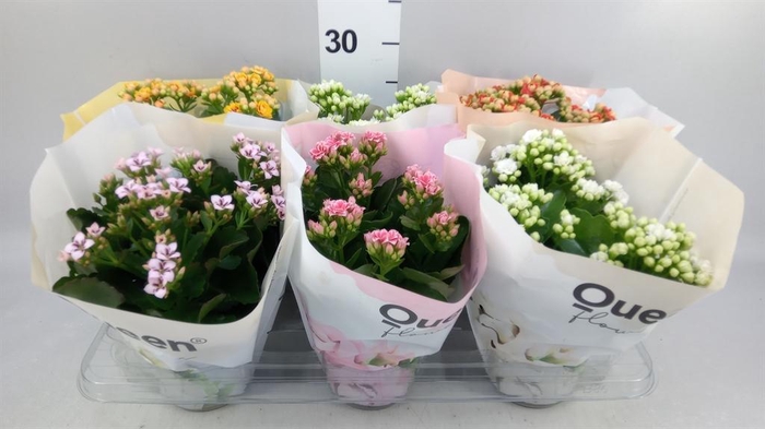 <h4>Kalanchoe blos.   ..rosebud mix GR</h4>