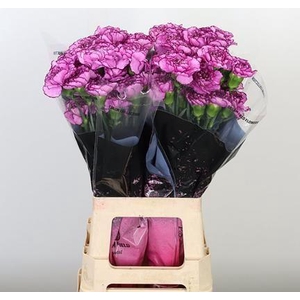 DI ST ROYAL DAMASCUS