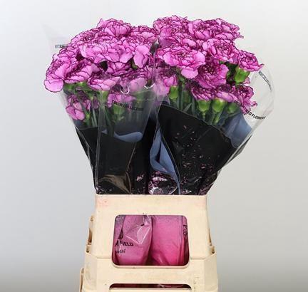 <h4>DI ST ROYAL DAMASCUS</h4>