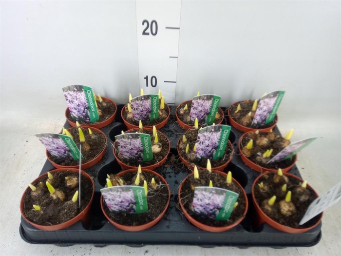 <h4>Chionodoxa   ...</h4>