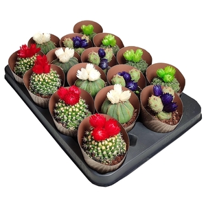 MIX CACTUS IN A ROW POT Ø 6,5 - NATURAL DRIED FLOWERS ASSORTED COLORS - TRAY 16 PCS (CACTUS)