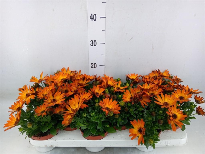 <h4>Osteospermum 'Summer Daisys Alex'</h4>