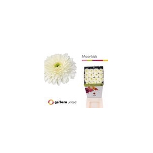 Ge Gr Pomponi Moon Kick Diamond United