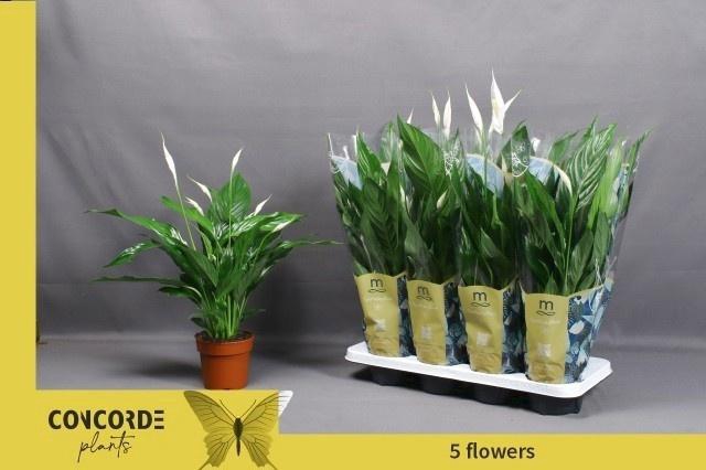 <h4>SPATH SWEET CHICO</h4>